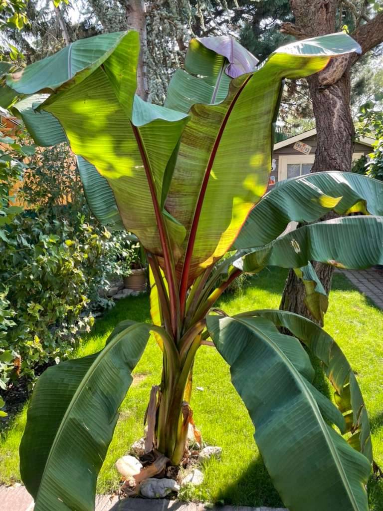 Bananenpflanze, Zierbanane inkl. Topf 2,5m,  90,- (1220 Wien) - willhaben