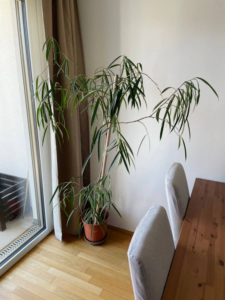 Birkenfeige,  10,- (1100 Wien) - willhaben