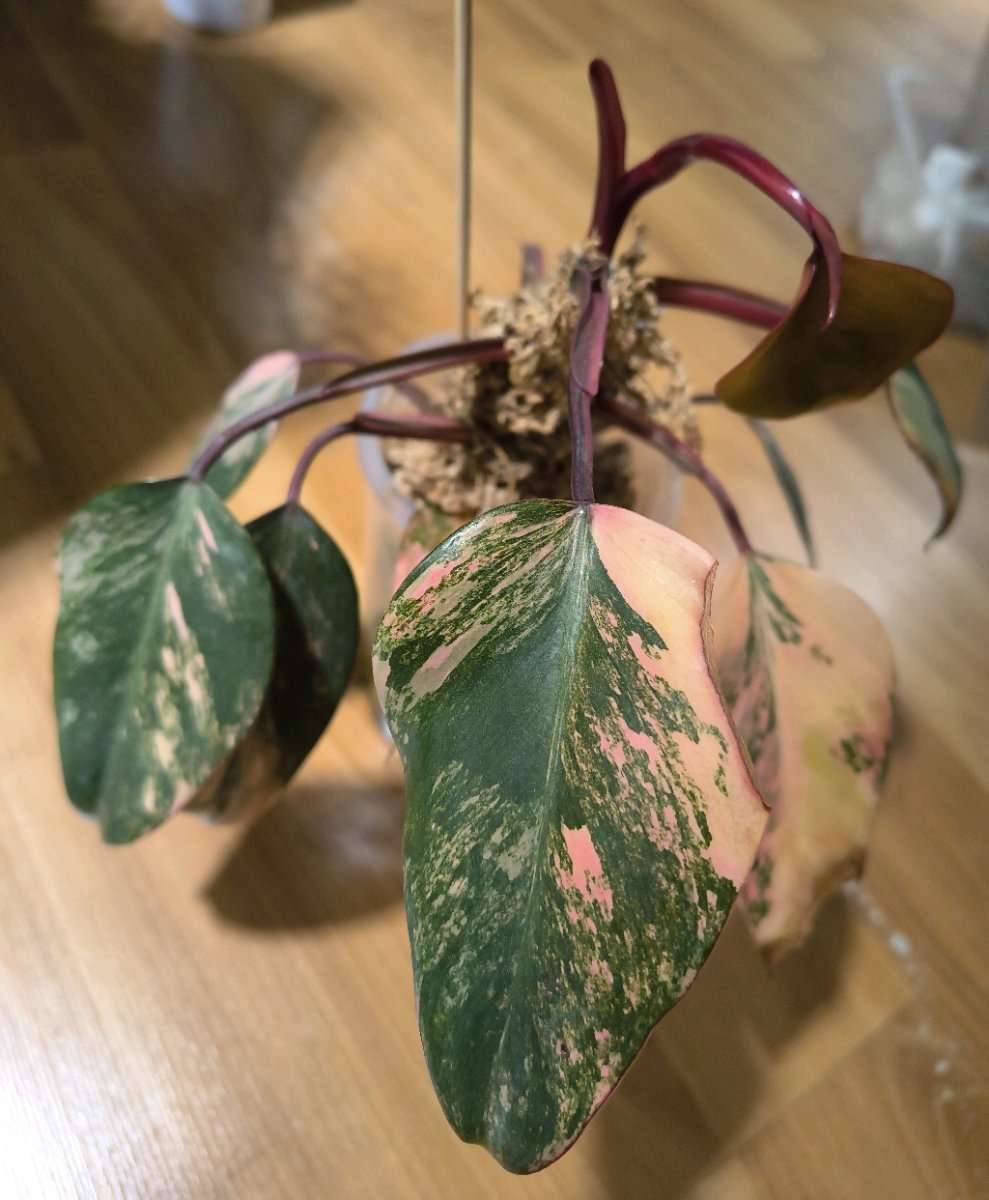 Philodendron Red Emerald Variegata,  35,- (1100 Wien) - willhaben