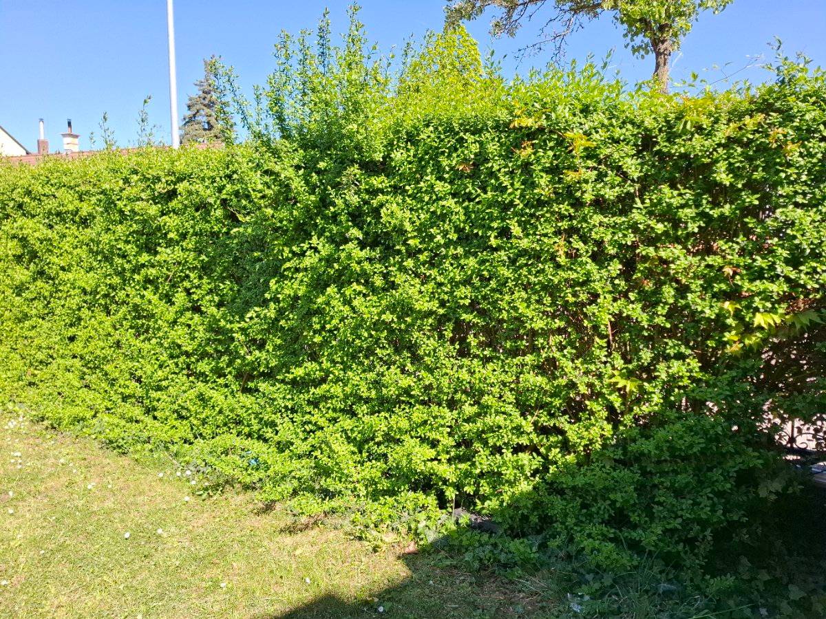 Immergrner Liguster,  50,- (2440 Gramatneusiedl) - willhaben