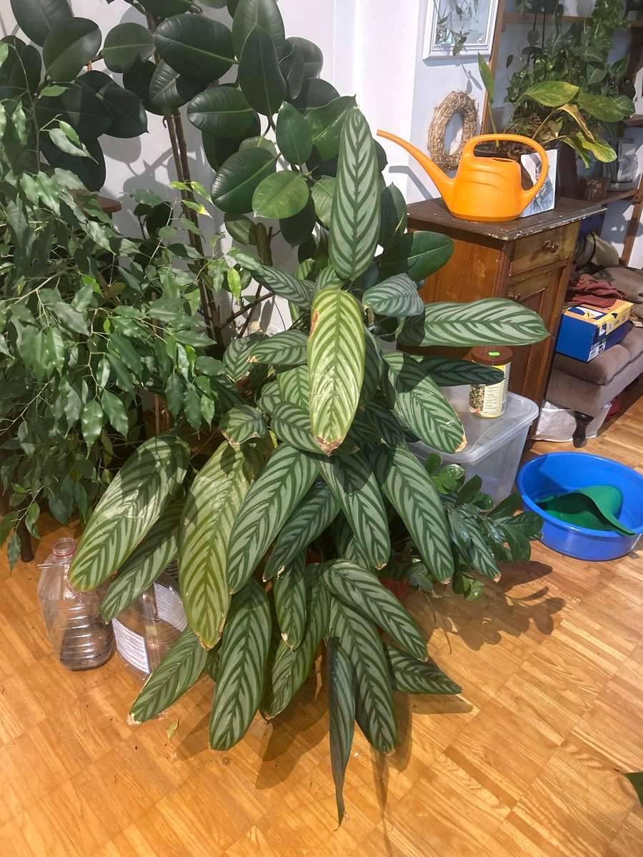 gerandeter drachenbaum ableger Dracaena marginata