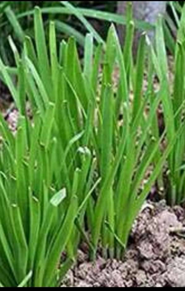 künstliche gladiolen Künstliche Gladiolen „Real Touch“ – Lavendel – Amoria Bloom main image 1