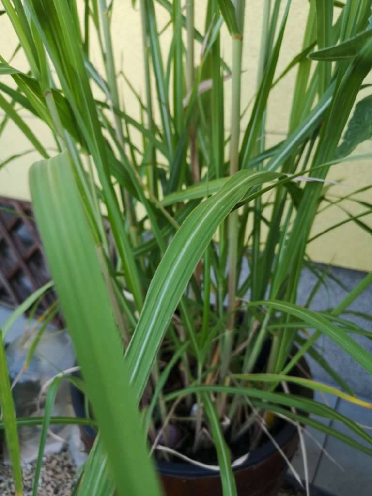 calathea deutsch Calathea White Fusion (Korbmarante) – Foliage Dreams