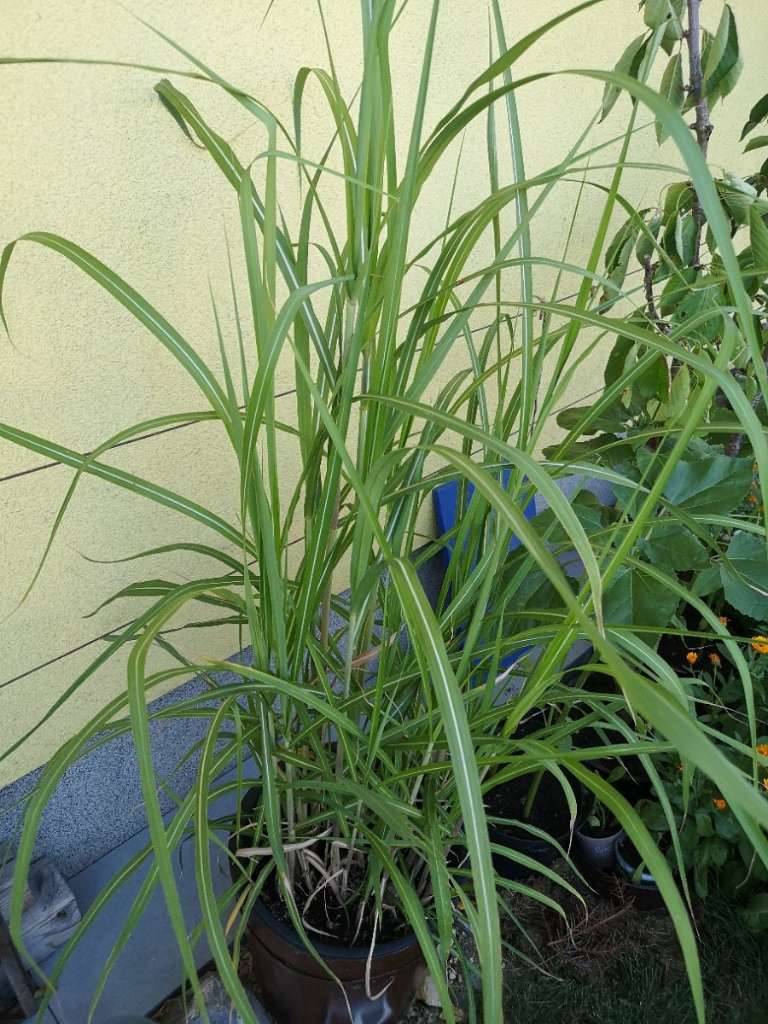 Bambus, Bambus Gras, Gartenpflanze,  12,- (4490 Sankt Florian) - willhaben