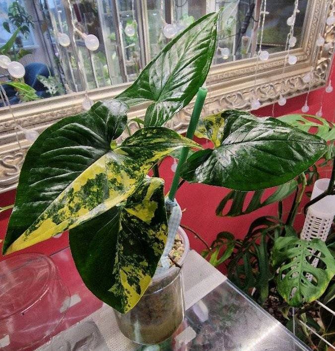 Syngonium aurea variegata,  6,- (1020 Wien) - willhaben