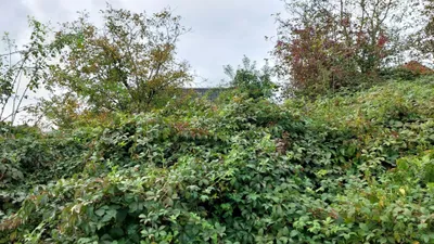 Grundstück kaufen in Melk – 1 219 m², € 75.000 – Bild 9 von 12