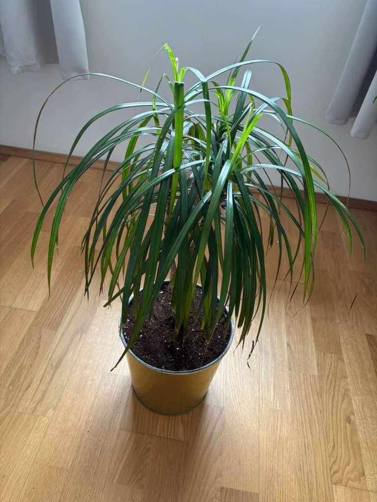 Dracaena-Palme (Drachenbaum) inkl. Topf - dekorative Zimmerpflanze,  15,-  (8020 Lend) - willhaben