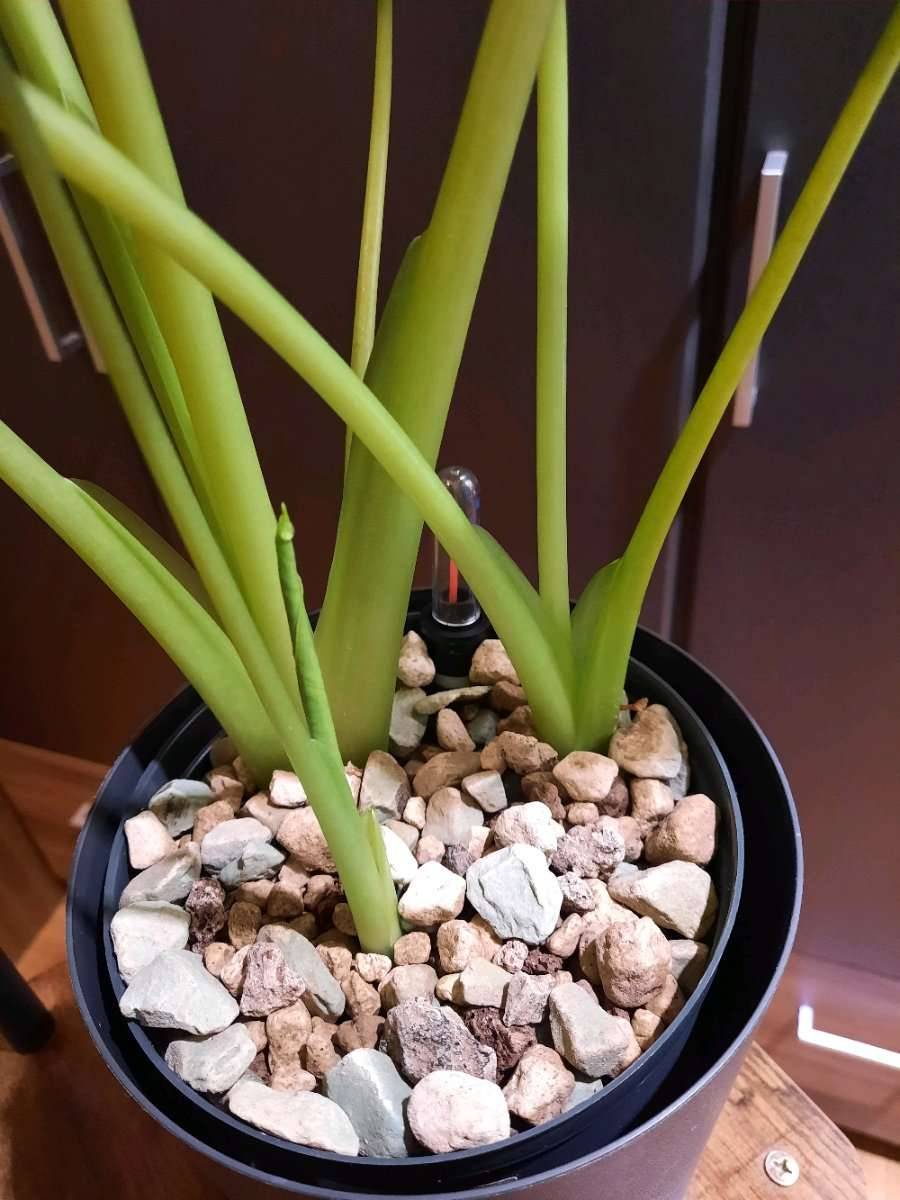 Alocasia macrorrhiza (Elefantenohr als Zimmerpflanze),  18,- (4030 Linz) -  willhaben