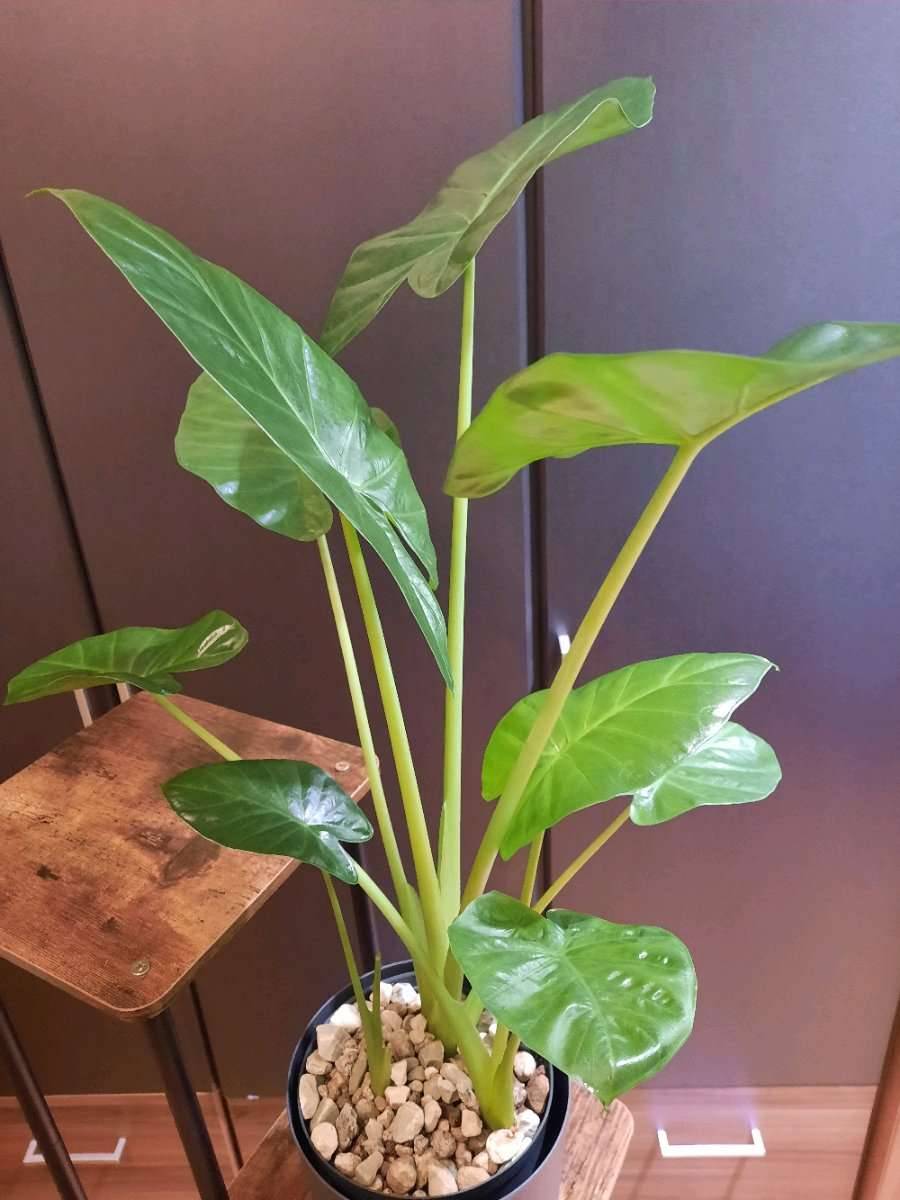 Alocasia macrorrhiza (Elefantenohr als Zimmerpflanze),  18,- (4030 Linz) -  willhaben