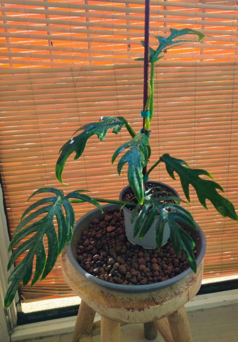 philodendron lemon lime Philodendron hederaceum 'Lemon Lime'