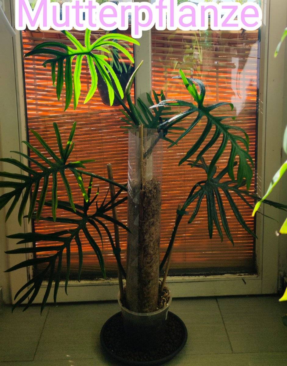 Philodendron Elegans,  40,- (2130 Mistelbach) - willhaben