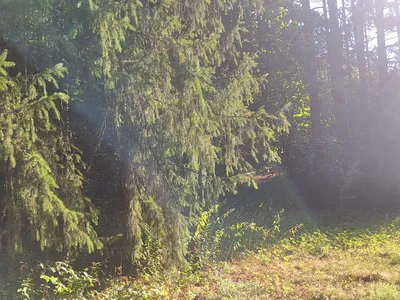 Grundstück zum Kauf in 2870 Neunkirchen