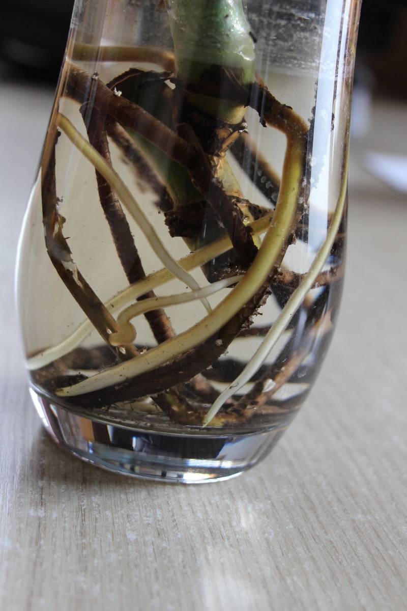 Philodendron-Monstera-Ableger gut bewurzelt zum selbst einpflanzen,  3,-  (8530 Deutschlandsberg) - willhaben