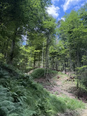 Grundstück kaufen in Weiz – 92 720 m² – Bild 3 von 6