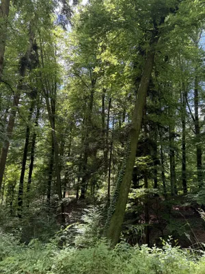 Grundstück kaufen in Weiz – 92 720 m² – Bild 1 von 6