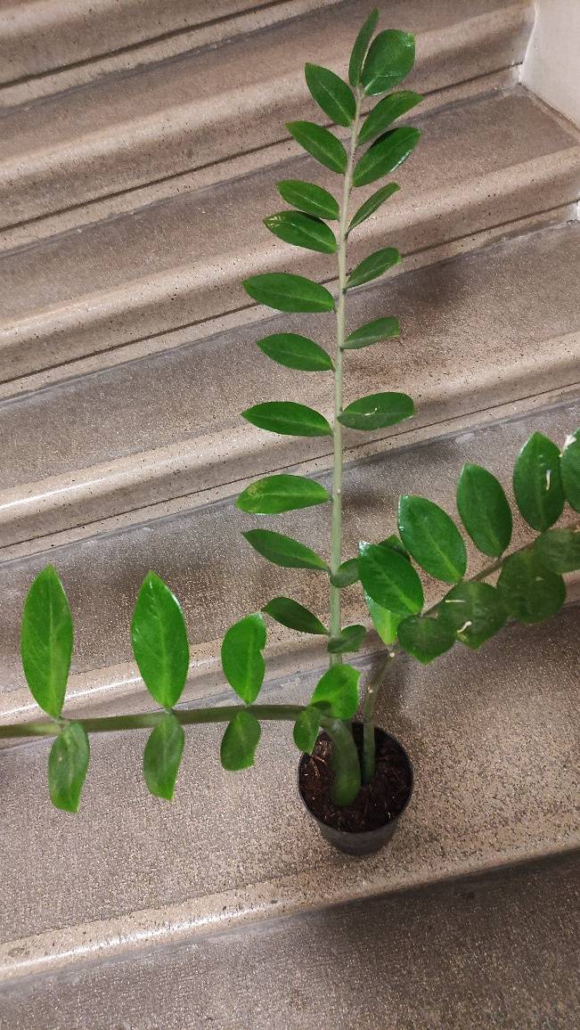Zamioculcas, Glcksfeder - 80 cm gro, Topf 15 cm breit,  6,- (1180 Wien)  - willhaben