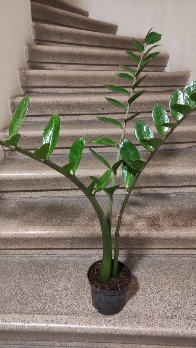 kaktus für wohnzimmer Cactus Opuntia | 120cm | Online kaufen main image 1