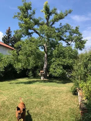 9-Zimmer-Haus kaufen in Wien – 230 m², € 995.000 – Bild 2 von 5