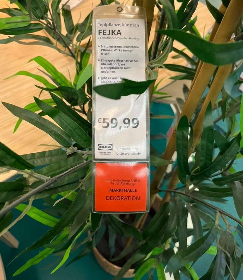 subpinnata monstera Monstera Subpinnata – Tropical Houseplant main image 1