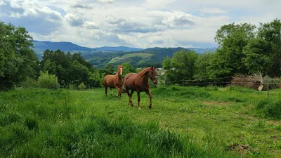 Grundstück mieten in Hartberg-Fürstenfeld – 1 000 m², € 370 – Bild 8 von 22