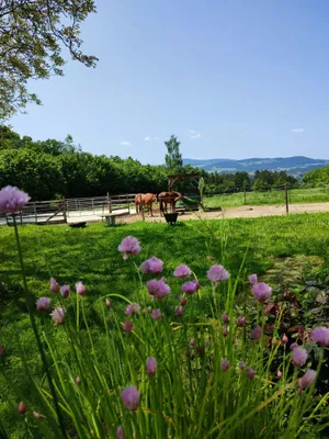 Grundstück mieten in Hartberg-Fürstenfeld – 1 000 m², € 370 – Bild 20 von 22