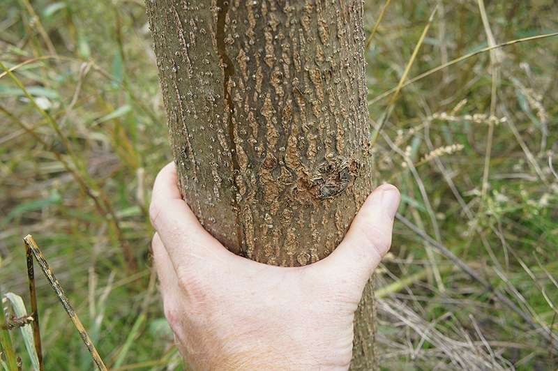 5 x Blauglockenbaum/Paulownia Shandong schnellwüchsig 9-cm-Topf Wertholz 