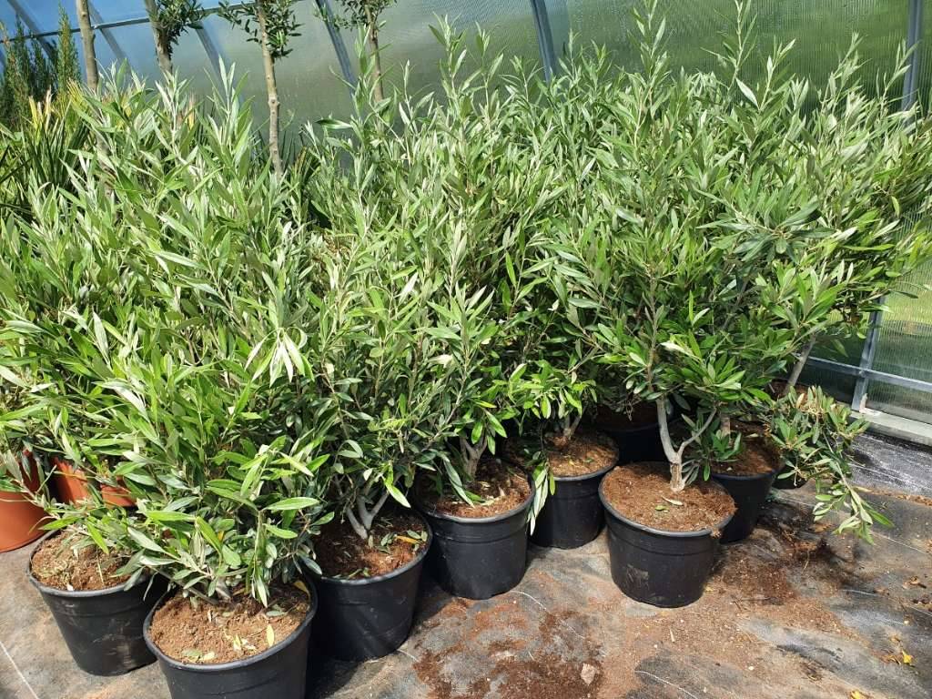 thuja comp weleda Weleda Achillea Comp. 100ml - Health Chemist NZ main image 1