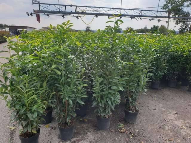 Kirschlorbeer 'Genolia' 80-100cm- Die elegante Hecke aus sterreich!  Immergrn. Schlank. Pflegeleicht.,  16,40 (1150 Wien) - willhaben