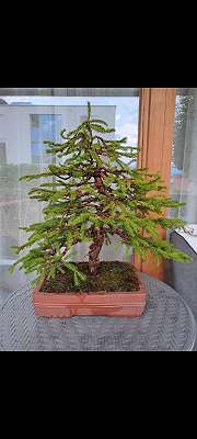 Bonsai, € 150,- (9781 Flaschberg) - willhaben