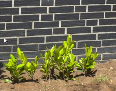 Kirschlorbeer-Hecke Jungpflanzen fr den Garten,  19,99 (8700 G) -  willhaben
