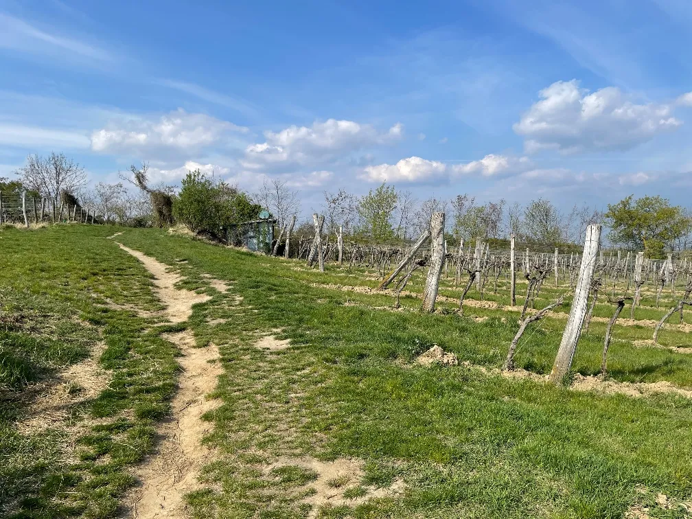 Weingarten mit einem Freizeithäuschen - View 2