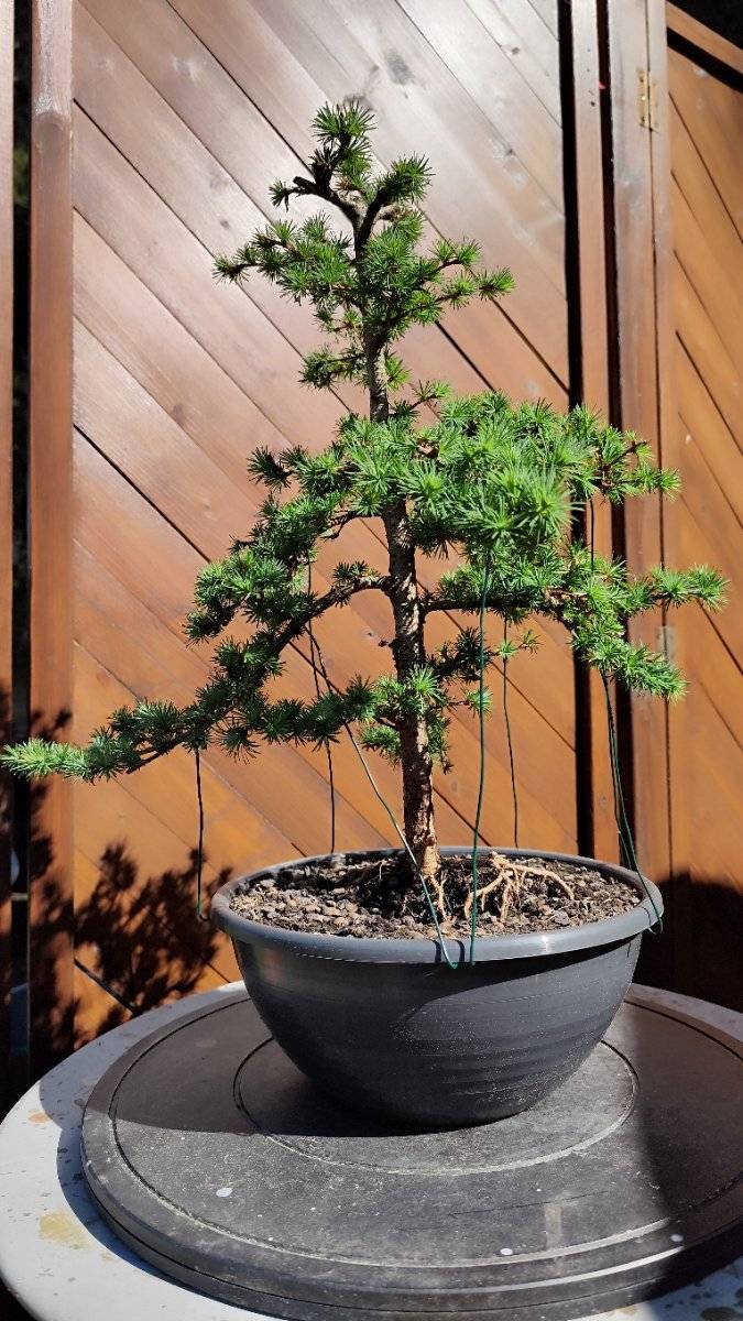 bonsai plants for sale near me Thyme Leaf Cotoneaster on 12" Standard
