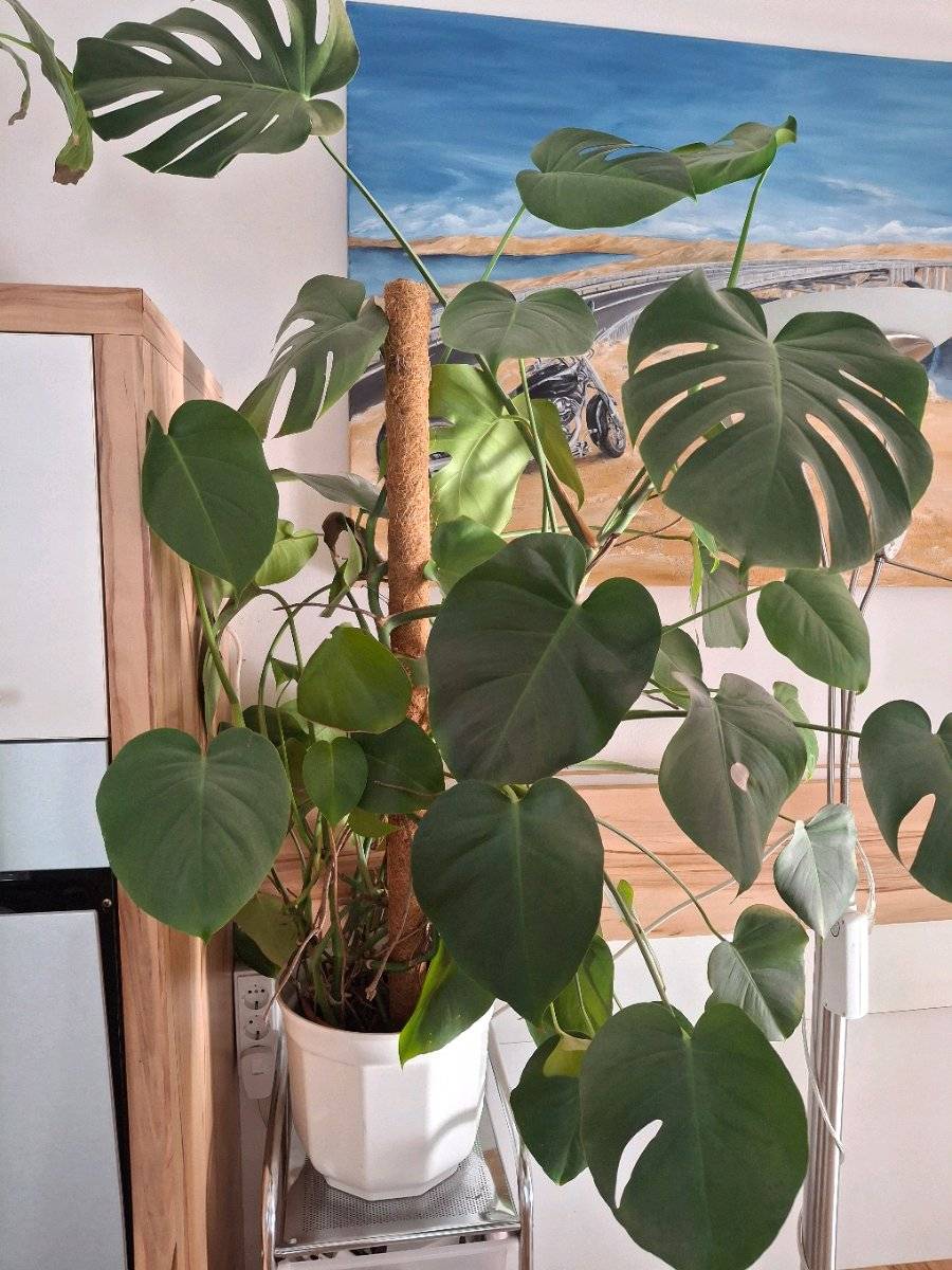 monstera obliqua bolivian form Monstera obliqua 'Amazonas B'
