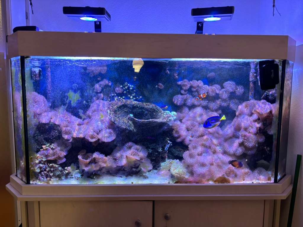 Store Meereswasser Aquarium komplett mit Zubehör