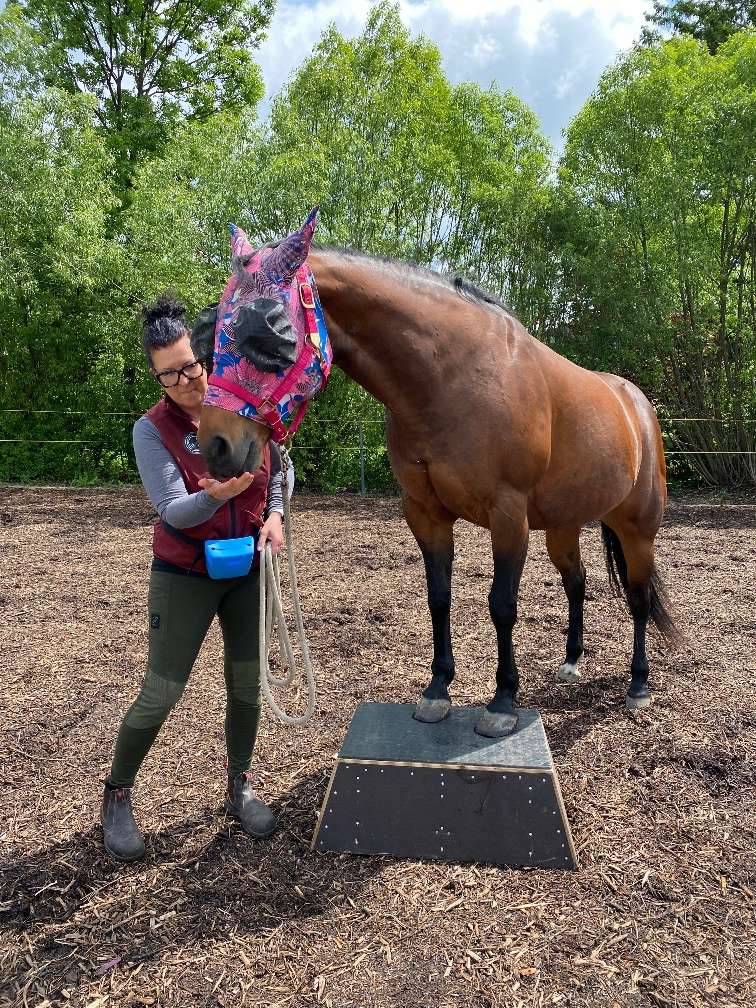 elfbar elfa kaufen Podest für Pferdetraining, € 350,- (2560 Berndorf)