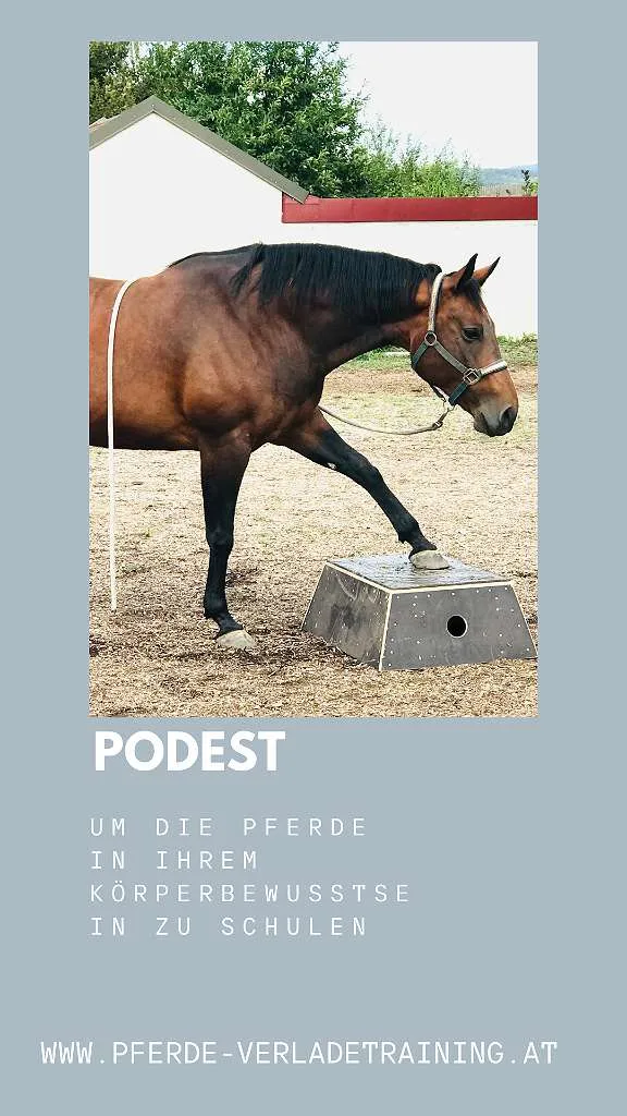 Podest für Pferdetraining, € 350,- (2560 Berndorf)