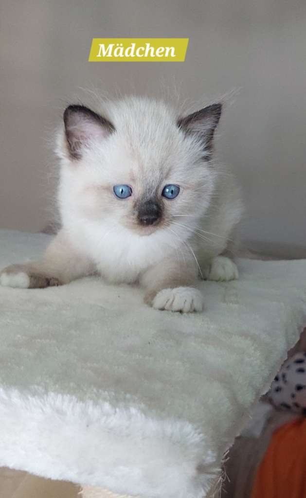 Reinrassige on sale Ragdoll Kitten dürfen ausziehen