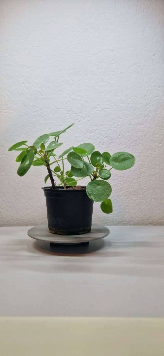 Pilea/ Ufopflanze/ Chinesischer Geldbaum (tlw. inklusive Bewsserungstopf)  - Mittel,  10,- (8010 Jakomini) - willhaben