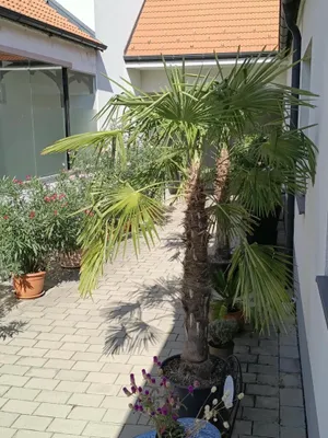 2-Zimmer-Wohnung mieten in Neusiedl am See – 55 m², € 950 – Bild 14 von 14