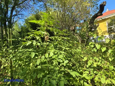 Grundstück kaufen in Eisenstadt – 851 m², € 447.000 – Bild 8 von 21