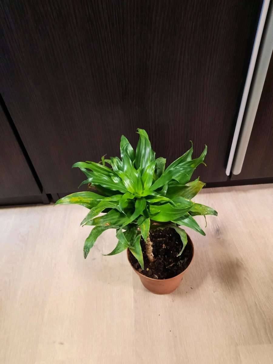 elefantenfuß luftreinigung Elefantenfuß 80–100 cm – Beaucarnea recurvata