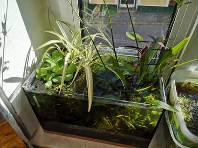 monstera auf dem balkon Fensterblatt (Monstera deliciosa) kaufen