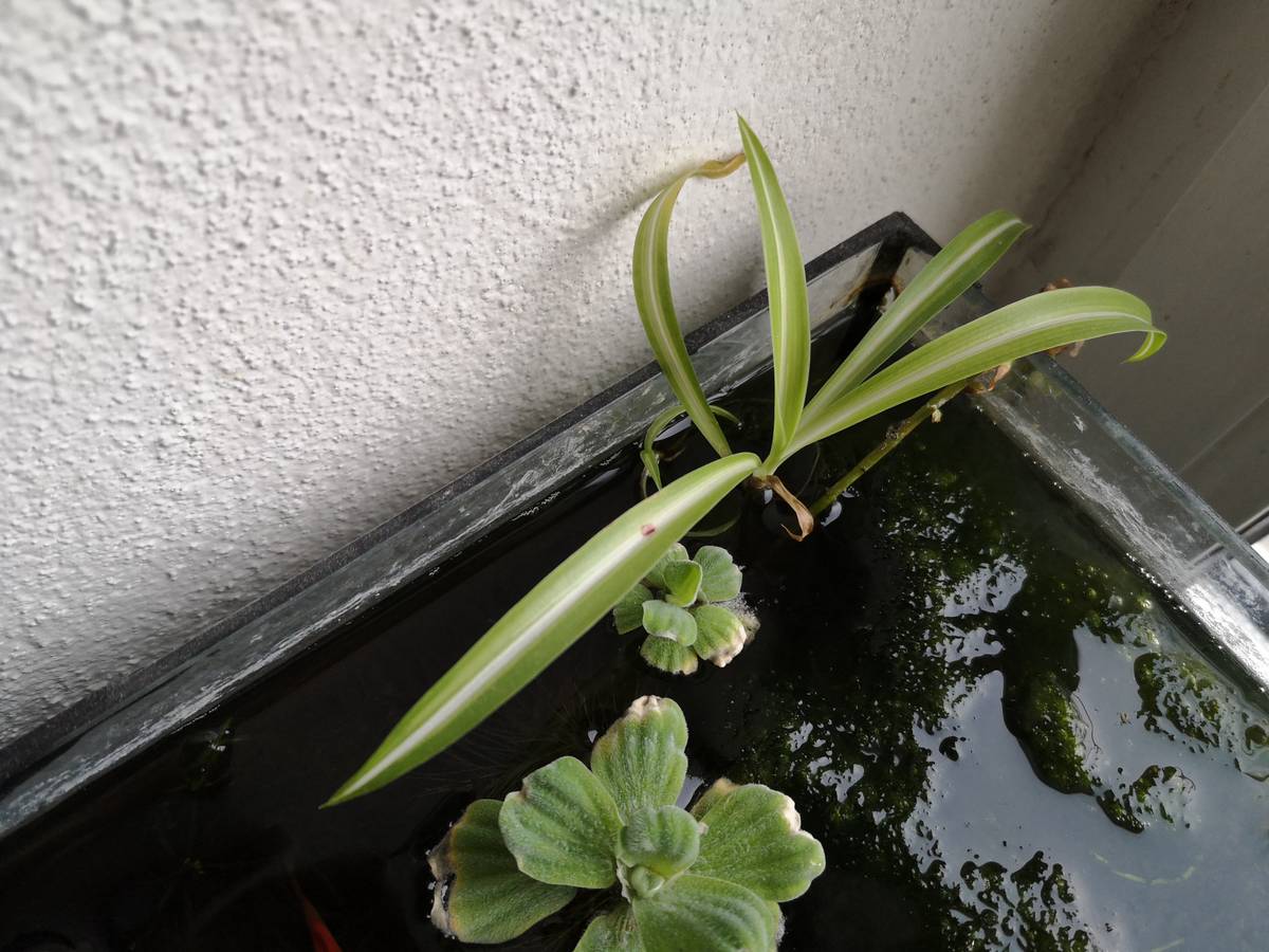 monstera kwiat Monstera Deliciosa by Plant Circle – XL main image 0