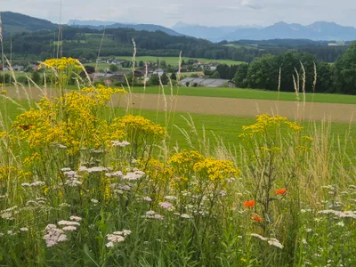 6-Zimmer-Haus kaufen in Salzburg-Umgebung – 140 m², € 890.000 – Bild 2 von 14