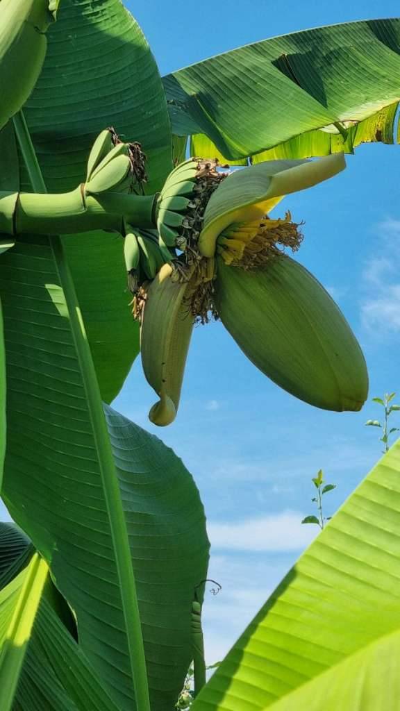 Winterharte Banane kaufen - willhaben