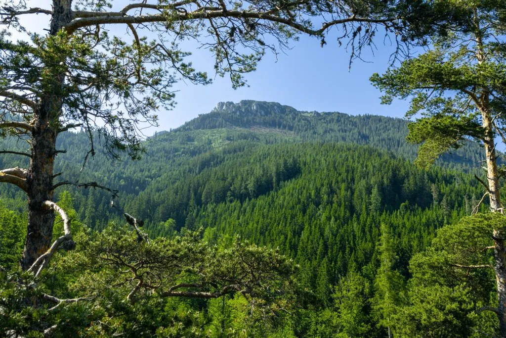 700 ha Forst & Jagdbesitz in Toplage – pohled 2