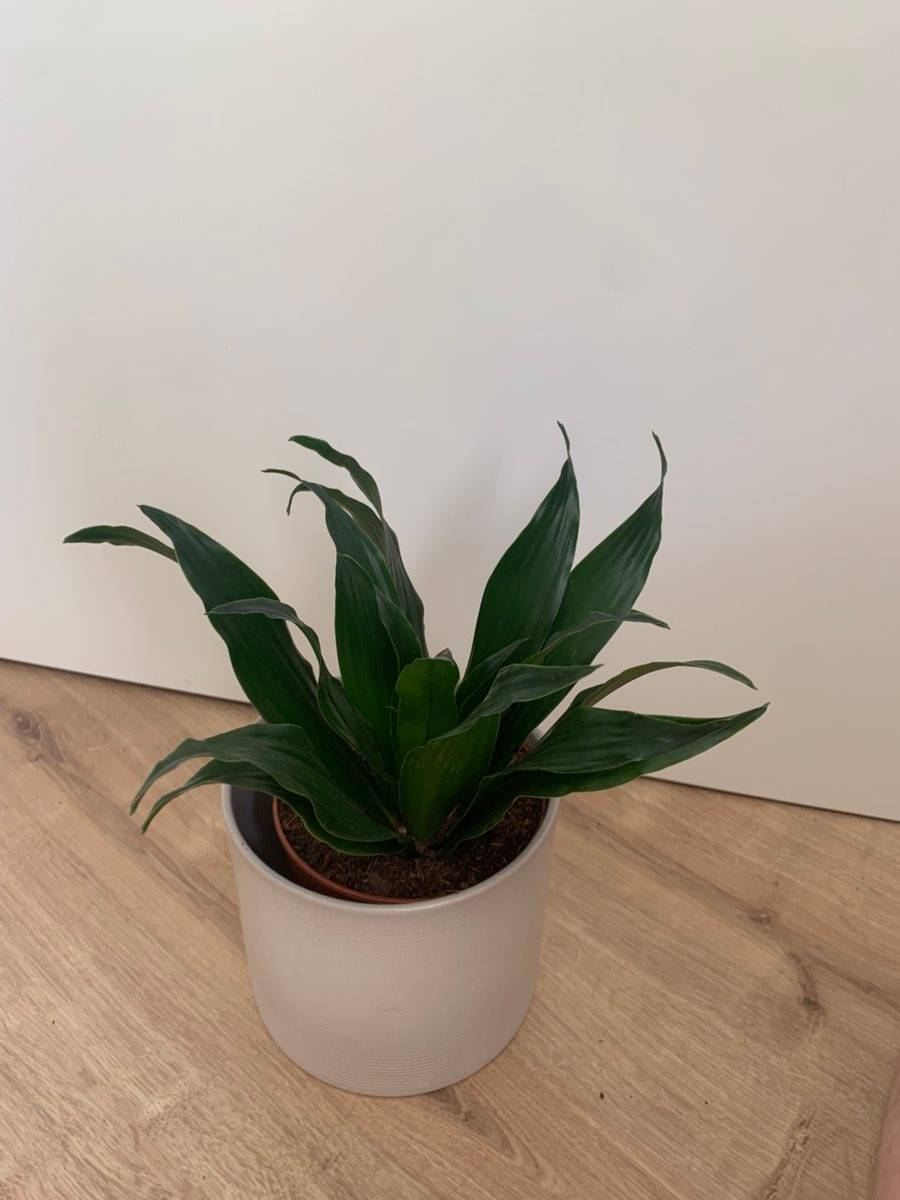 drachenbaum dracaena reflexa Drachenbaum 'Song of Jamaica' main image 1