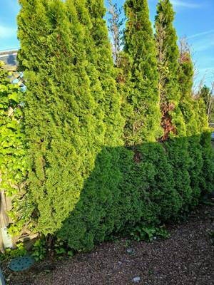 Zu verschenken: Strucher / Hecken - Gartenpflanzen / Bume | willhaben