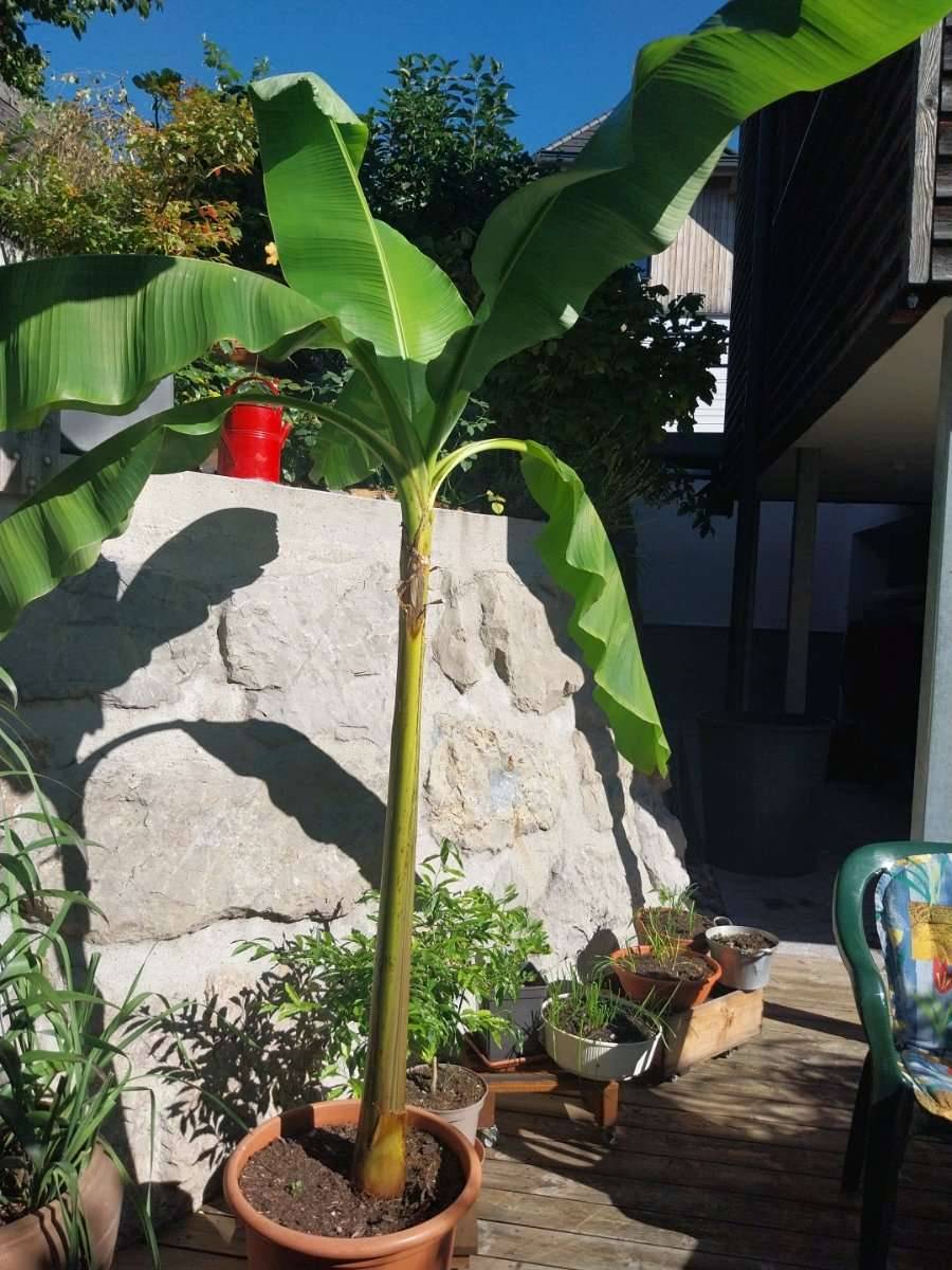 dracaena trifasciata common name Mother in Law Plant ‘Sansevieria trifasciata’ Snake Plant main image 0