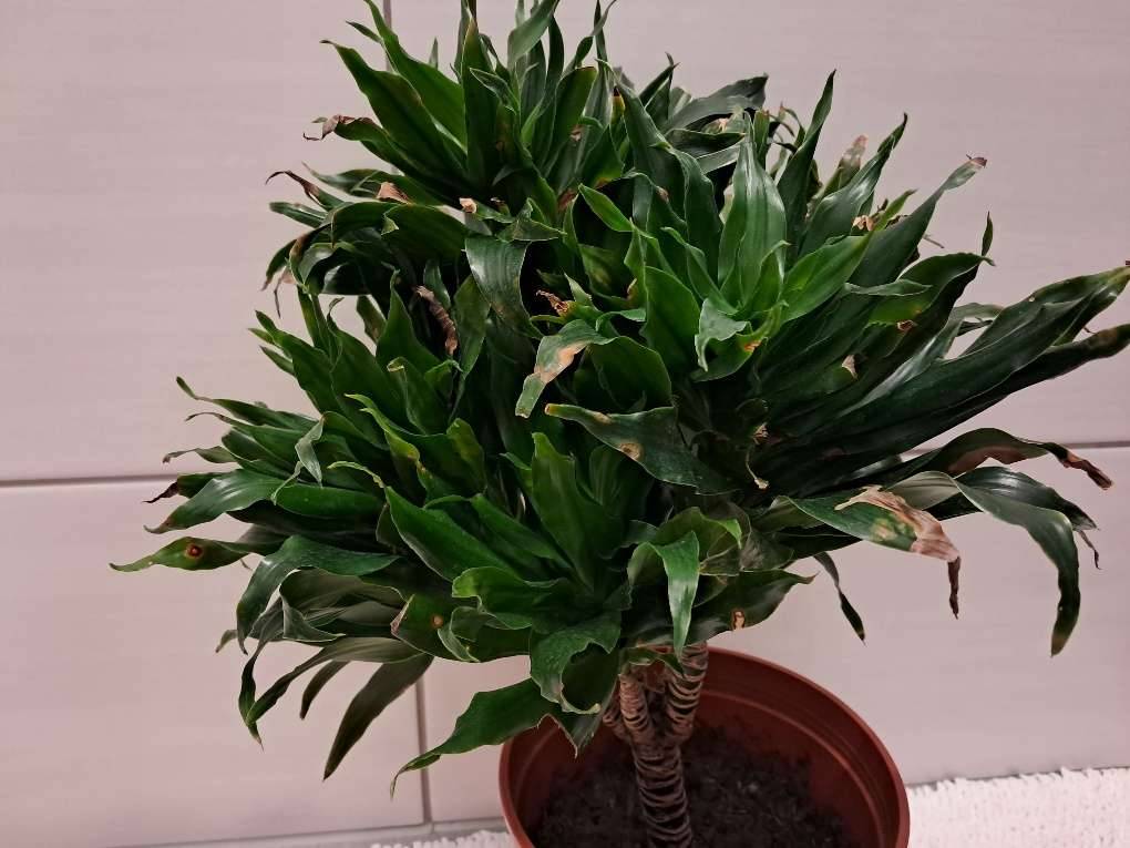 Drachenbaum / Dracaena Compacta,  7,- (1140 Wien) - willhaben